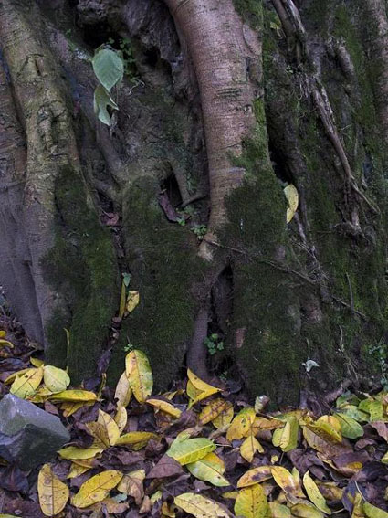 Leaves Returns to its Root